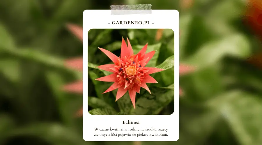 kwiaty doniczkowe - echmea - najpopularniejsze gatunki