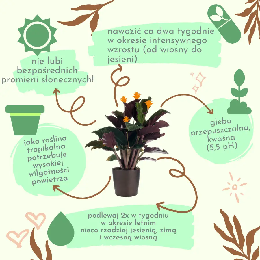 kwitnienie i ciekawostki dotyczące rośliny