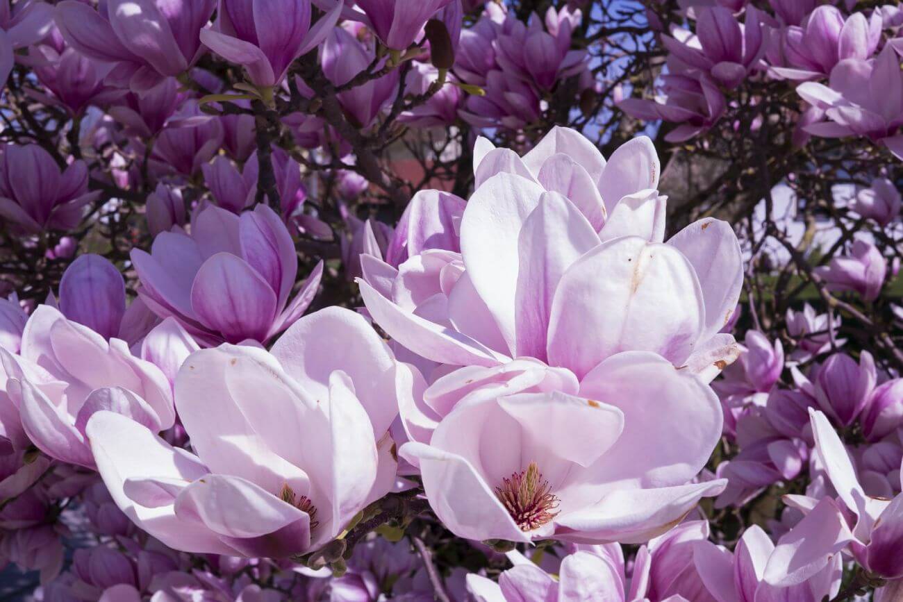 magnolia choroby