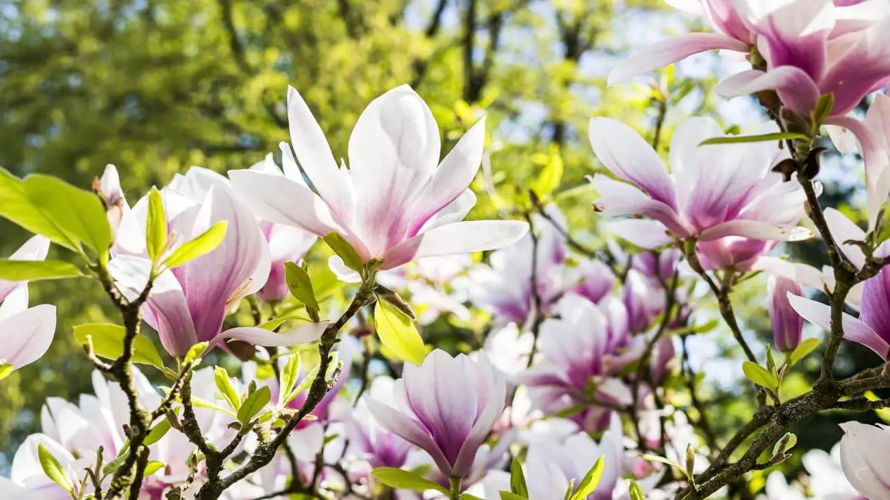 magnolia gatunki