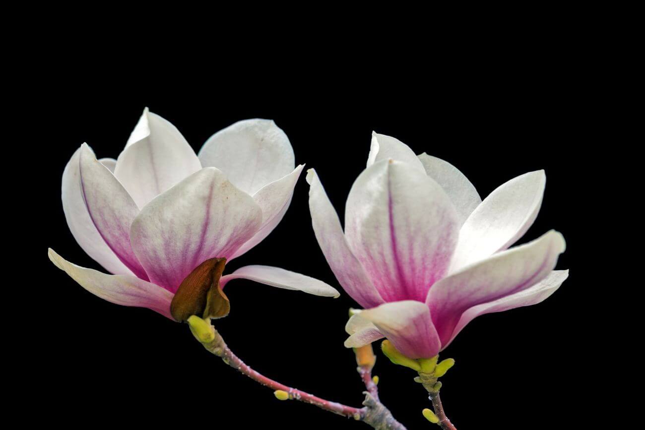 magnolia gleba