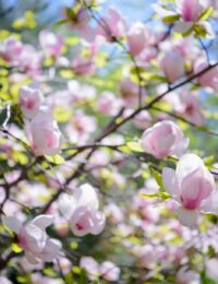 magnolia kiedy sadzić