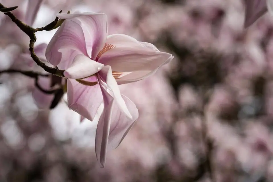 magnolia kwiaty