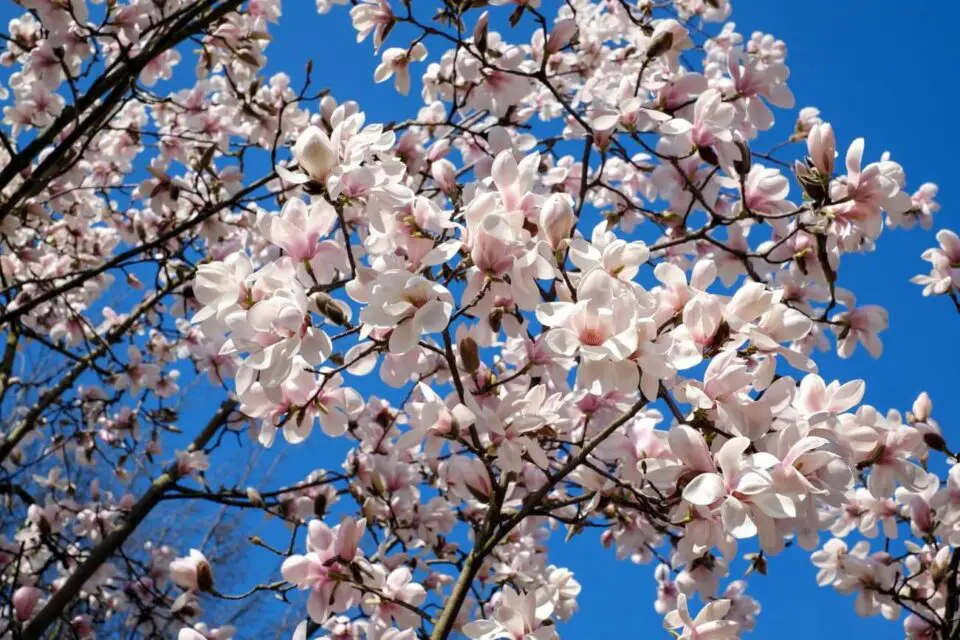 magnolia niebo
