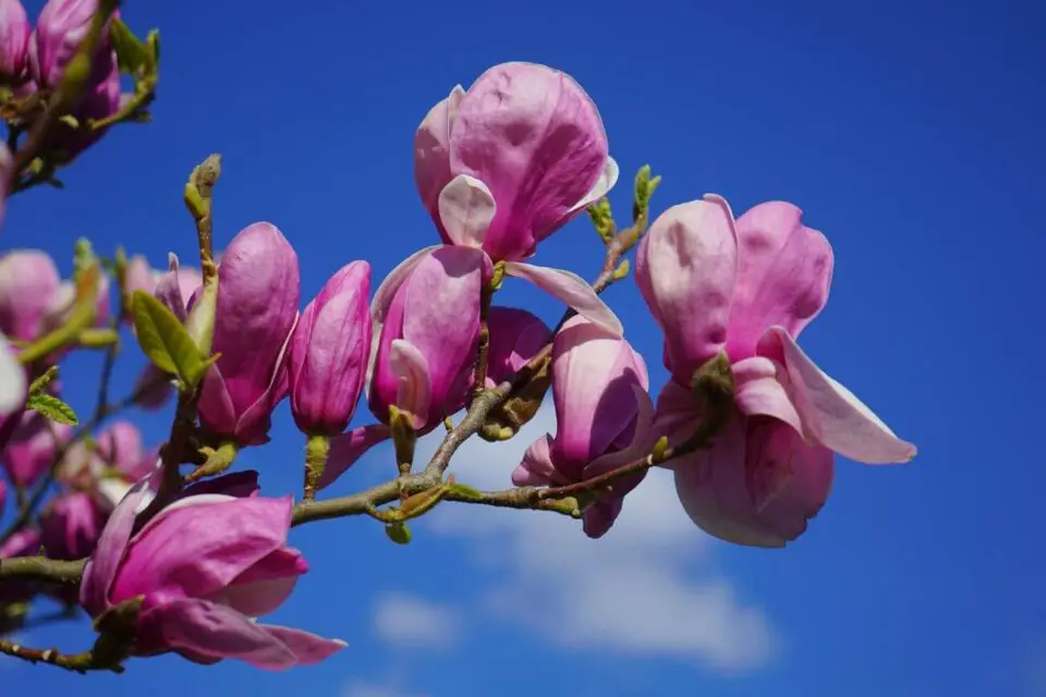 magnolia podlewanie