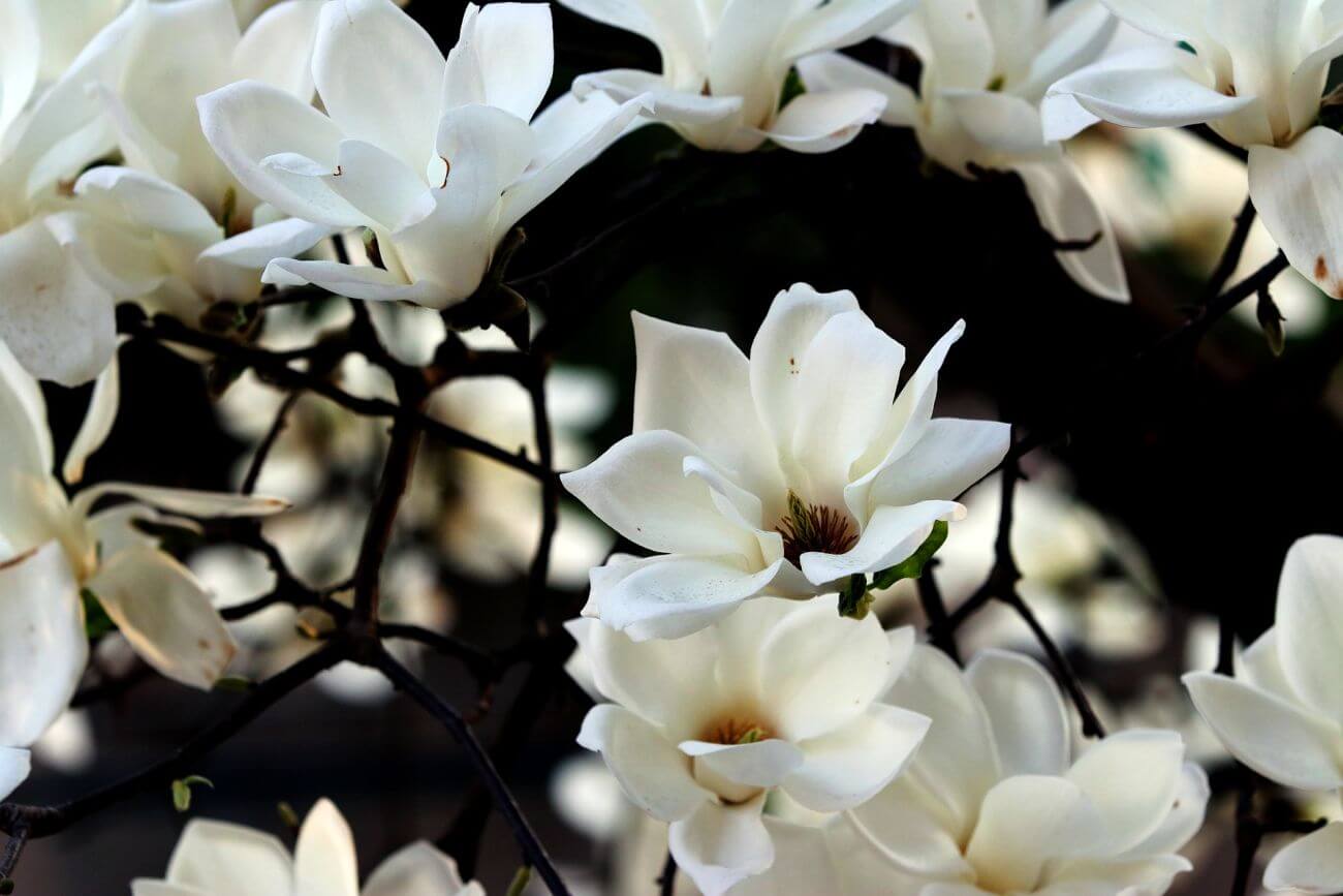 magnolia stanowisko