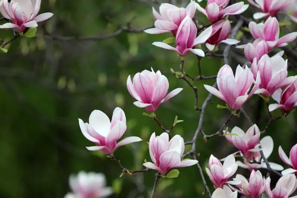 magnolia uprawa