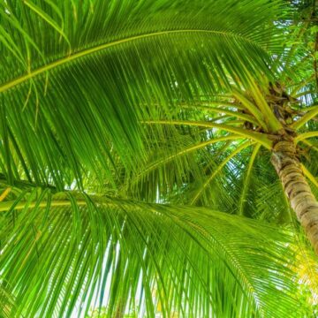palma kokosowa