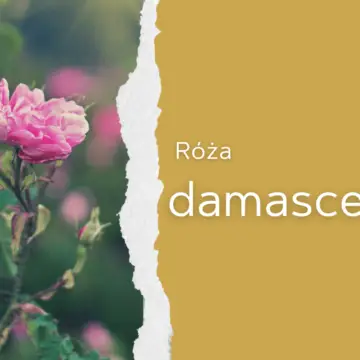 róża damasceńska