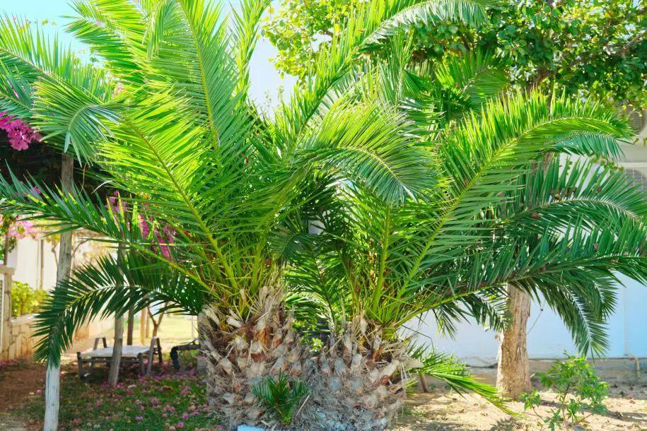 daktylowiec kanaryjski - czy palma kanaryjska jest trująca