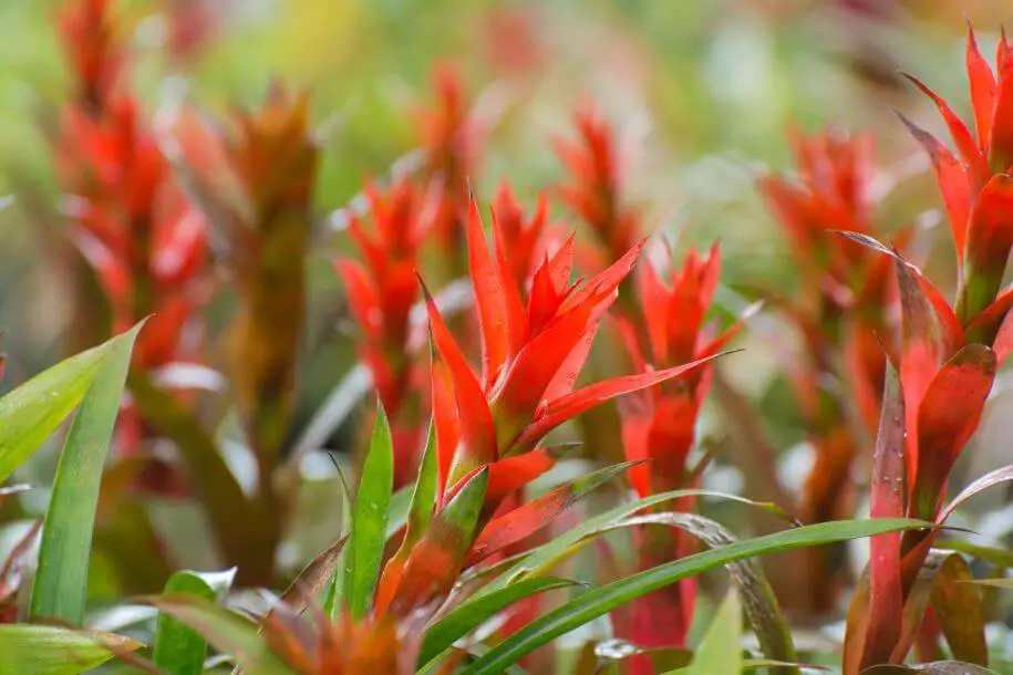 guzmania języczkowata - rozmnażanie guzmanii języczkowatej