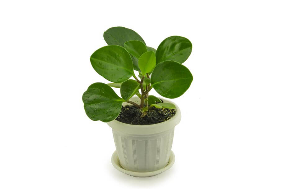 peperomia obtusifolia - jak często należy podlewać peperomię tępolistną