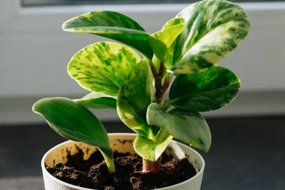 peperomia obtusifolia - uprawa, jakiego typu podłoże sprawdzi się najlepiej