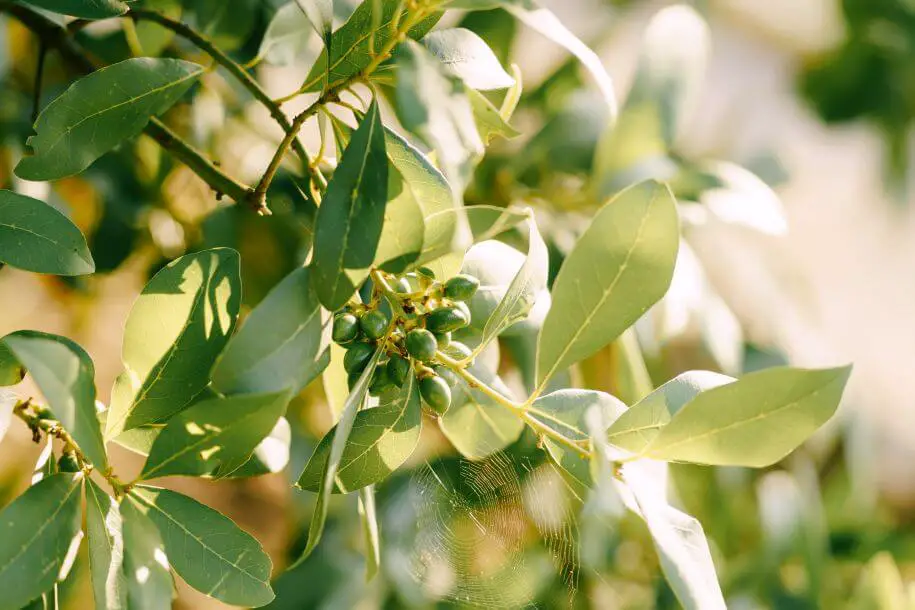 wawrzyn szlachetny - drzewko liść laurowy niełatwo jest rozmnożyć