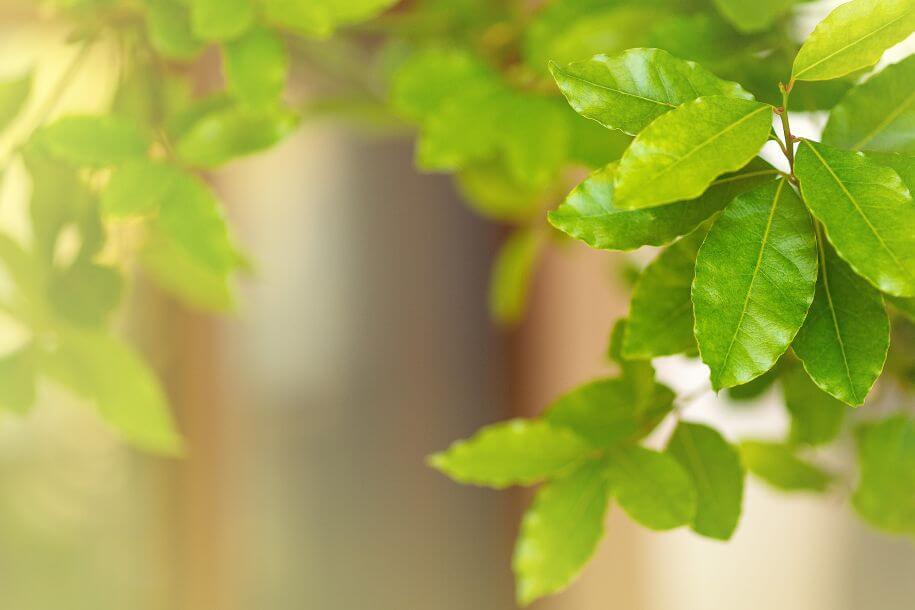wawrzyn szlachetny - liście laurowe mają też właściwości lecznicze