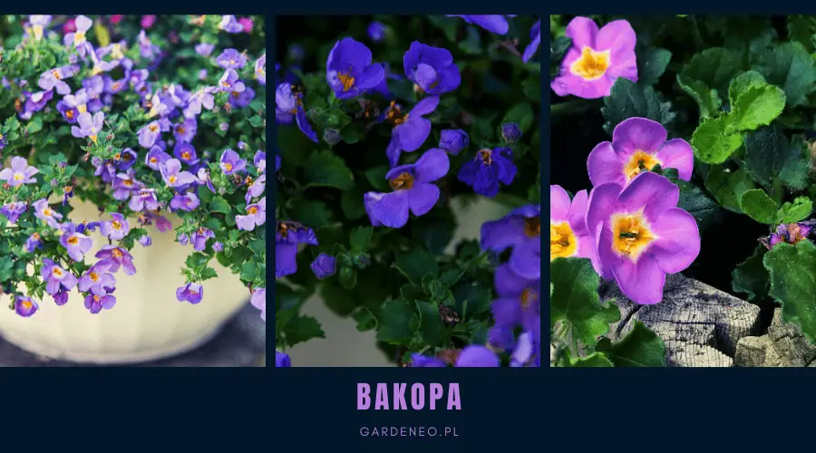kwiaty na taras długo kwitnące - bakopa