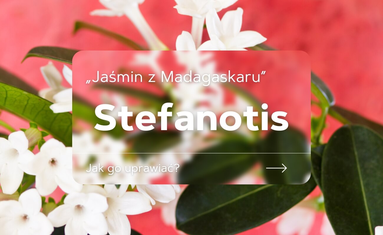 stefanotis