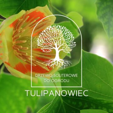 tulipanowiec