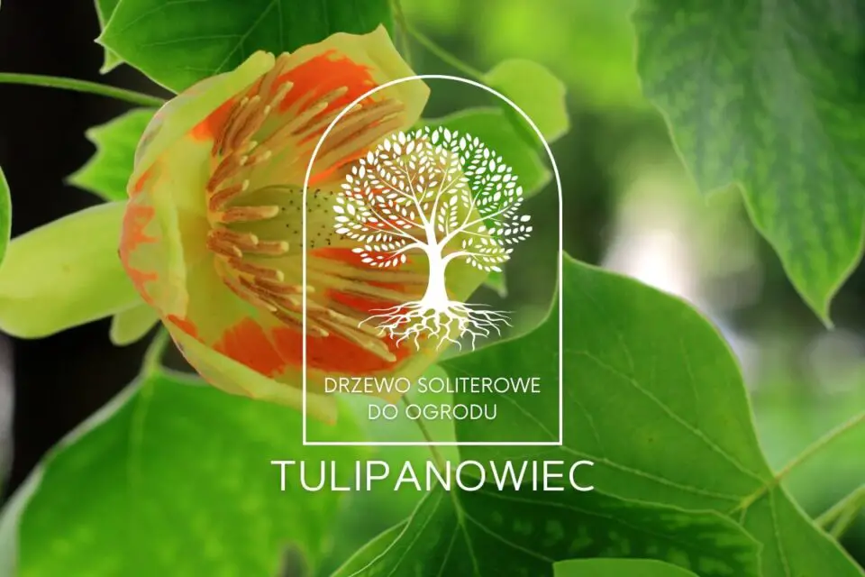 tulipanowiec