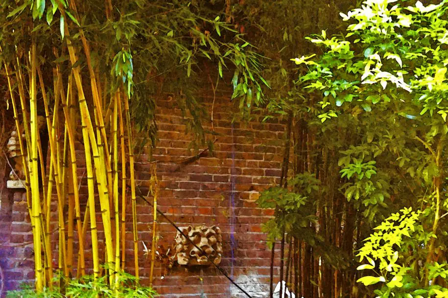 bambus ogrodowy