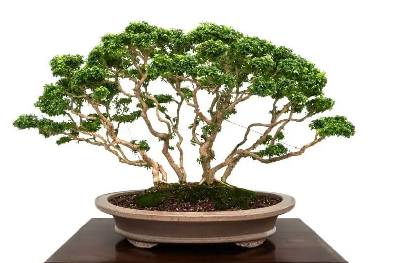 drzewko bonsai - formowanie drzewka bonsai