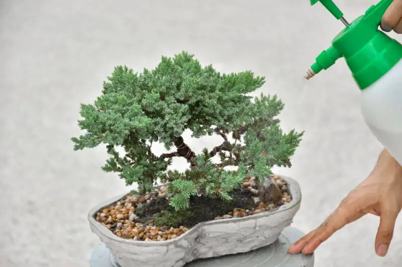 drzewko bonsai - nawożenie