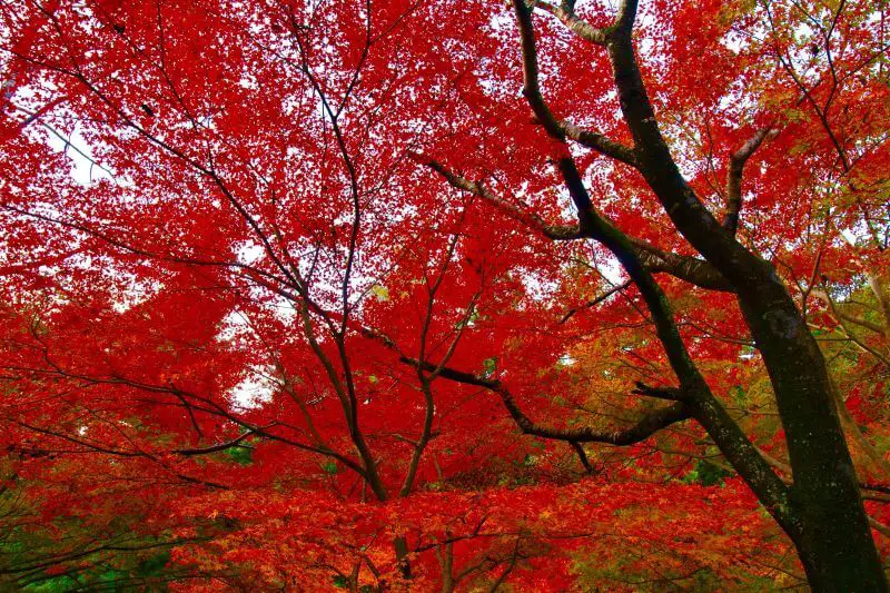 klon czerwonolistny - uprawa acer rubrum