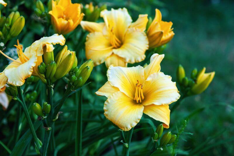 kwiaty ogrodowe - liliowce