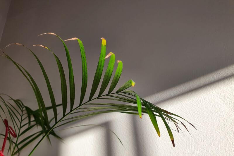 palma areka - oczyszcza powietrze