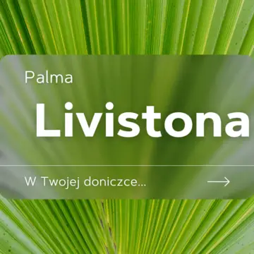 Palma livistona