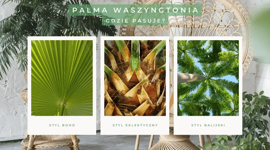 palma waszyngtonia - najczęściej zadawane pytania