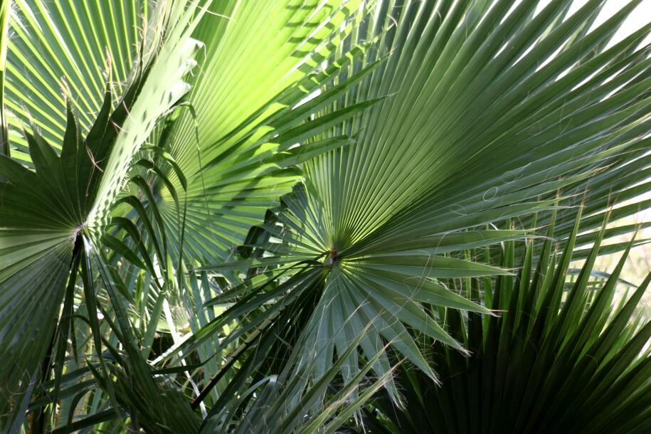 palma waszyngtonia