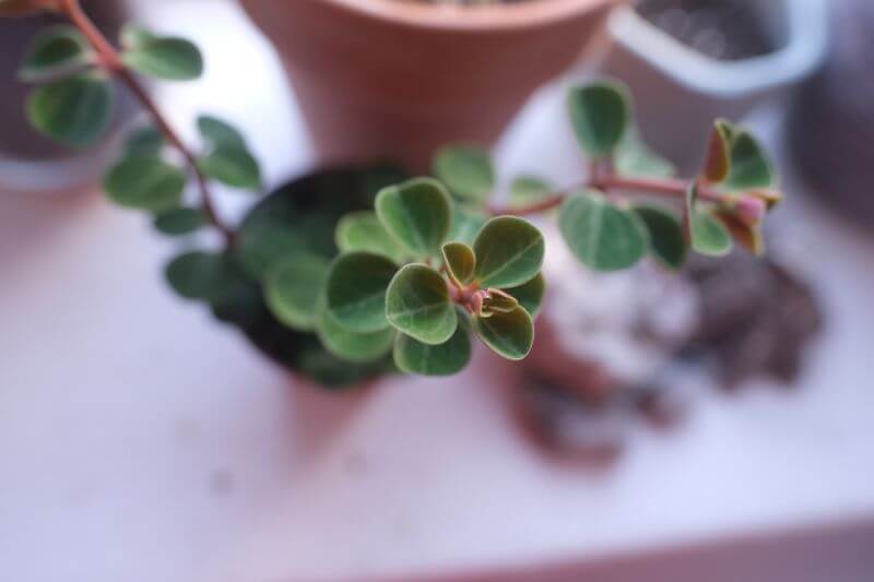 peperomia - pieprzówka, roślina ozdobna i delikatna