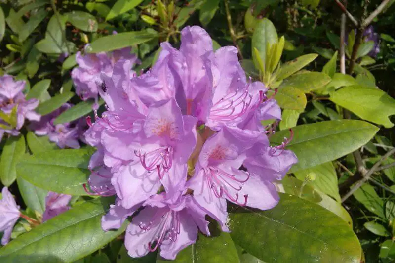 rododendron - podlewanie i ściółkowanie rododendronów, jak przebiega