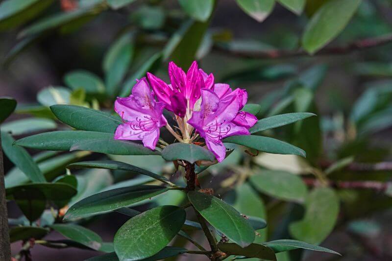 rododendron - przycinanie rośliny