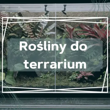 rośliny do terrarium