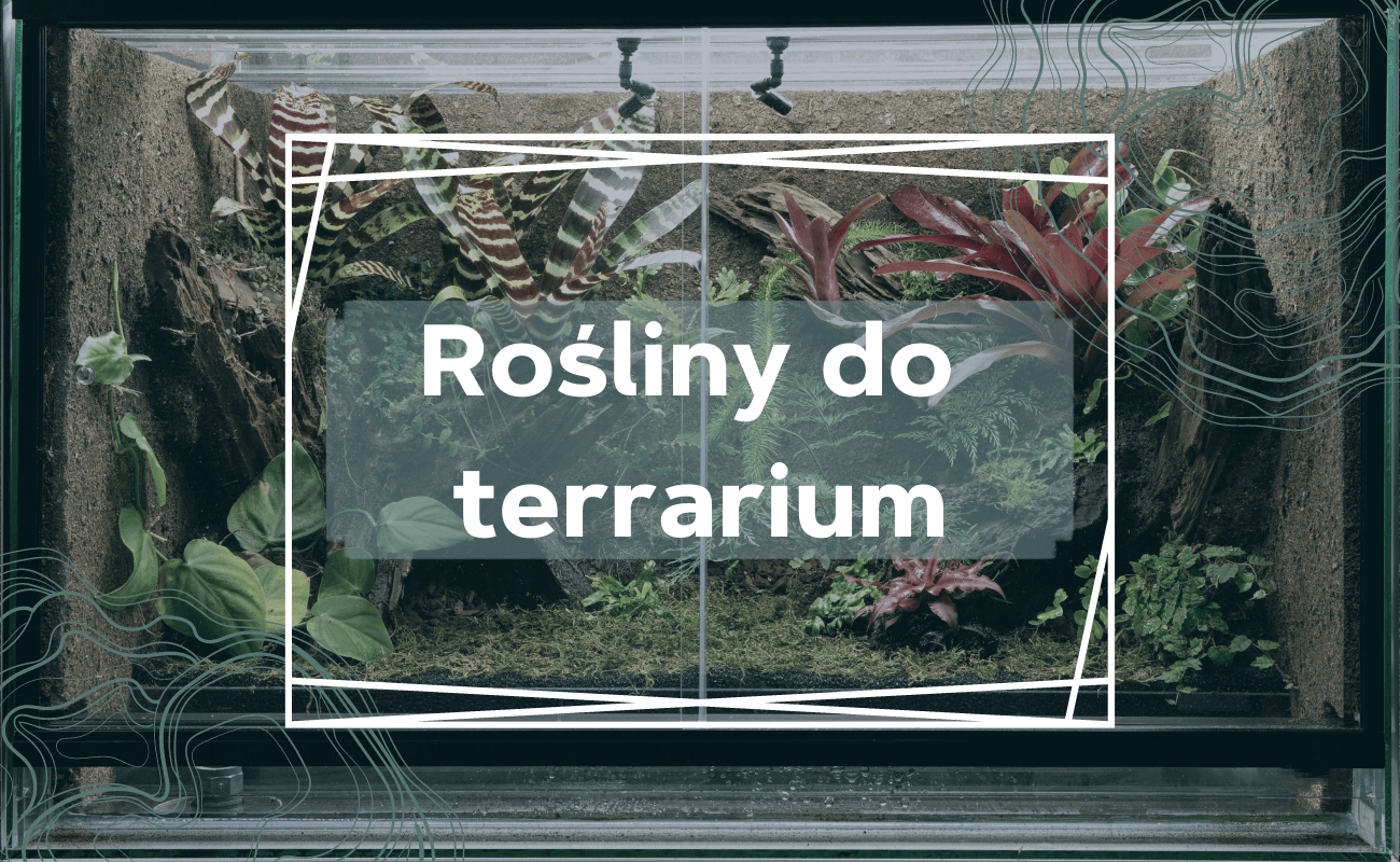 rośliny do terrarium
