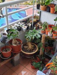 rośliny na balkon zachodni