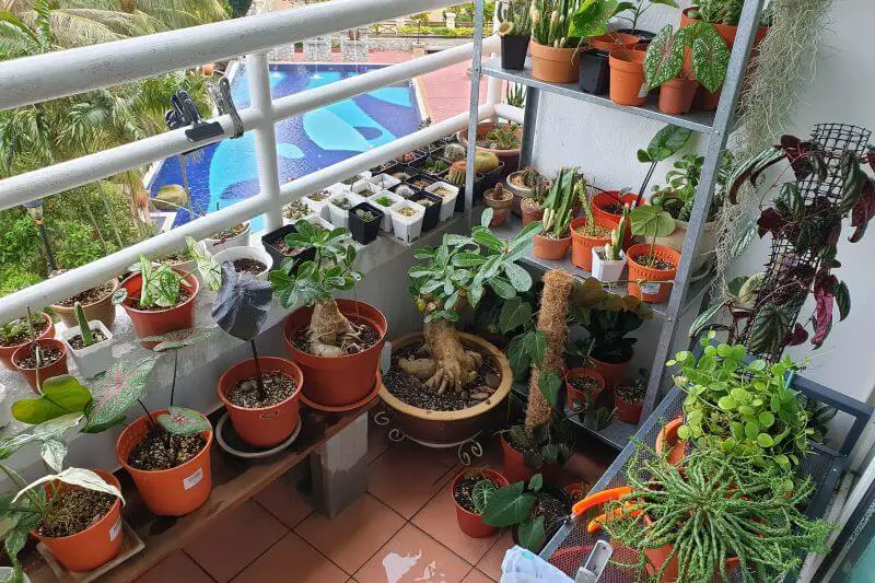 rośliny na balkon zachodni