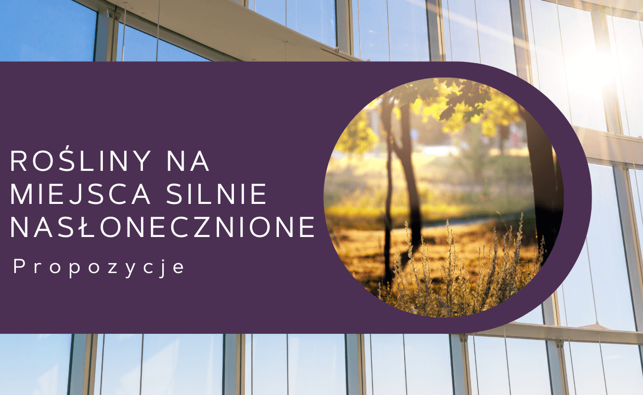 rośliny na miejsca silnie nasłonecznione
