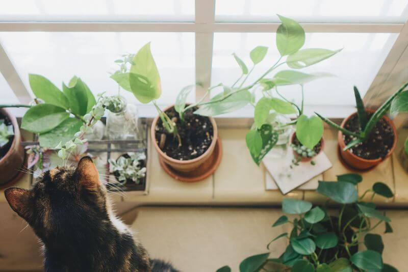 rośliny odstraszające koty