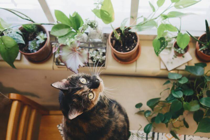 rośliny trujące dla kota