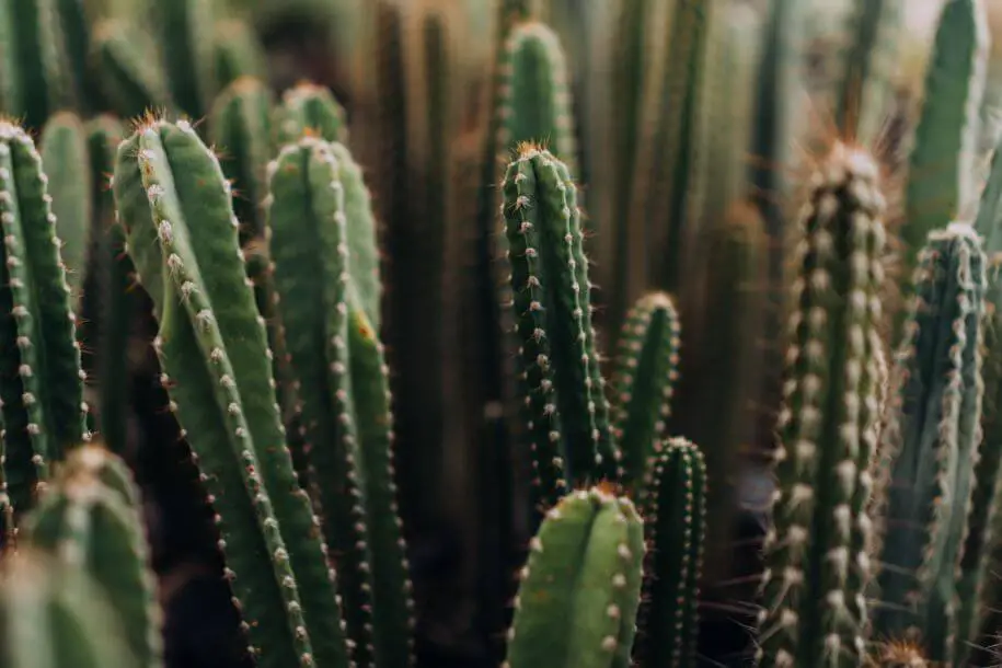 kaktus - odmiany