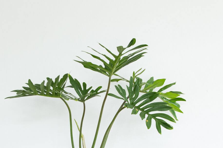 philodendron xanadu - rośliny o nieznanych korzeniach