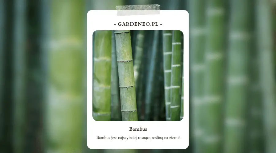 przycinanie bambusa ogrodowego