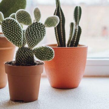 rosliny-kaktusowate