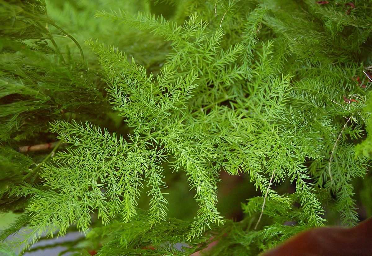 Szparag pierzasty najważniejsze informacje gardeneo