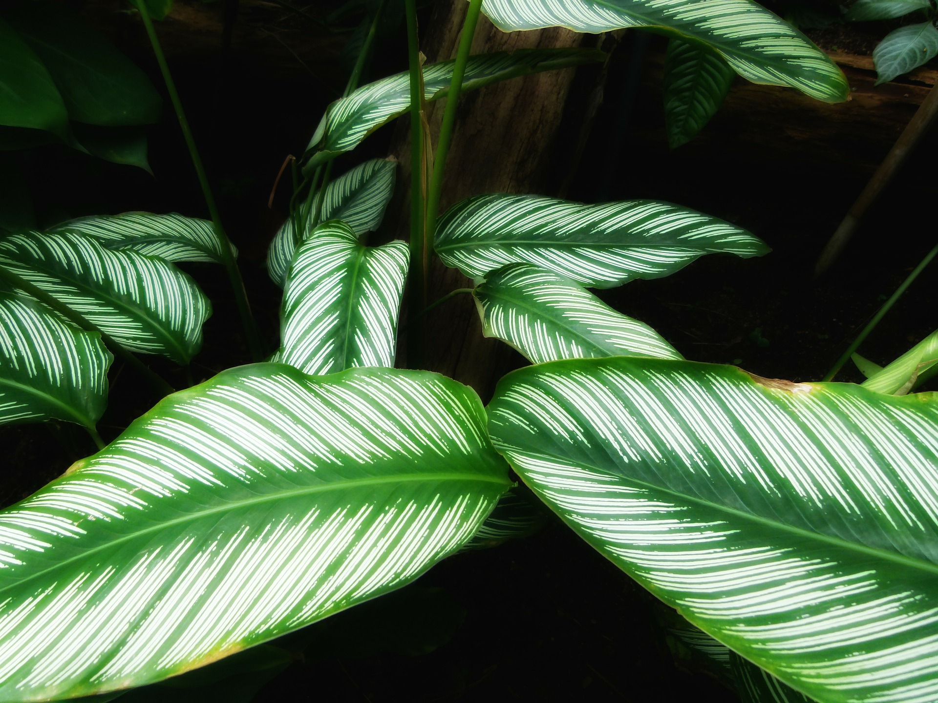 Calathea – piękna roślina tropikalna - gardeneo