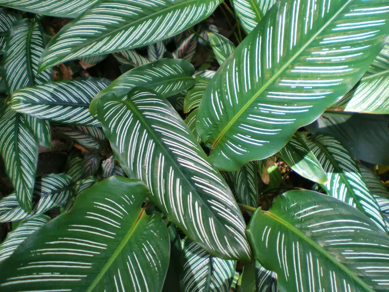 calathea stanowisko z tropików