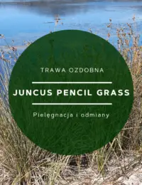 juncus pencil grass